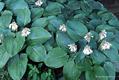 Hosta